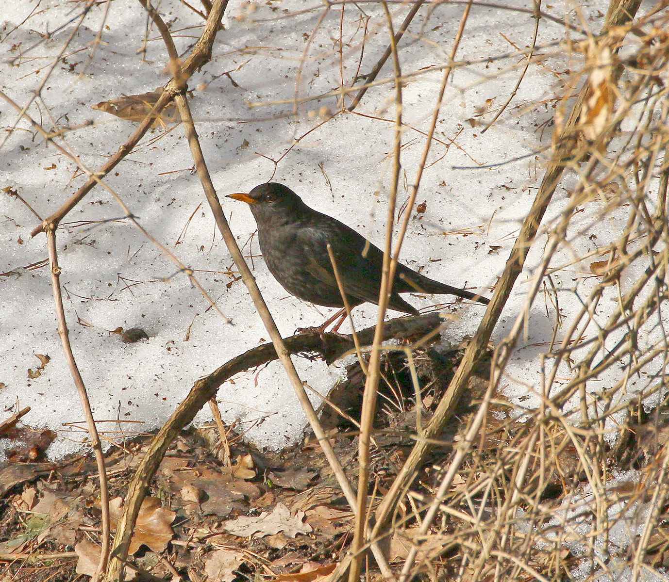 Canon EF 70-300mm F4-5.6L IS USM sample photo. Img photography