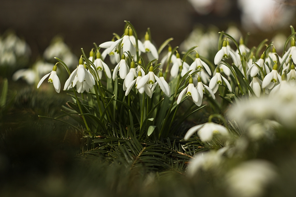 Canon EF 35-80mm f/4-5.6 sample photo. Springtime photography