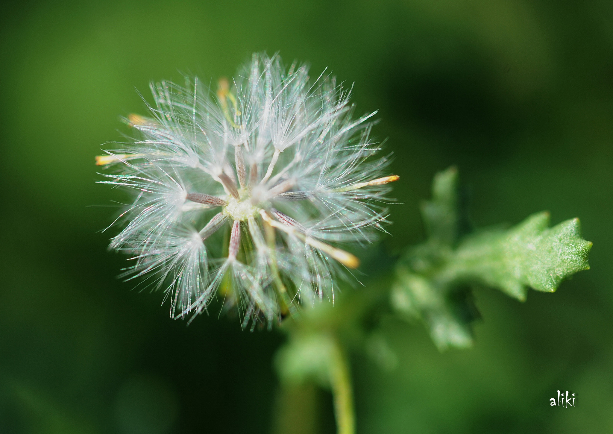 Nikon AF-S Micro-Nikkor 105mm F2.8G IF-ED VR sample photo. Senecio vulgaris photography