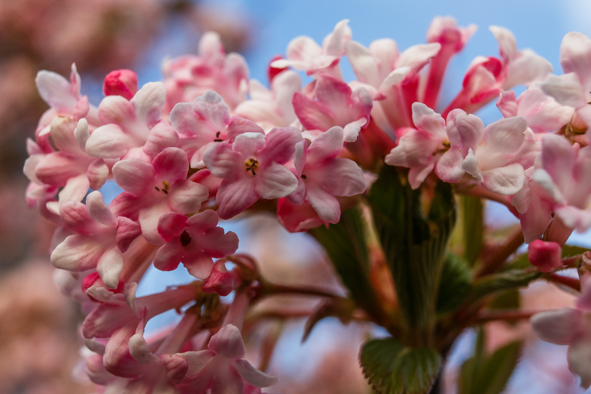 Canon EF 35mm F2 IS USM sample photo. Pinke blüten photography