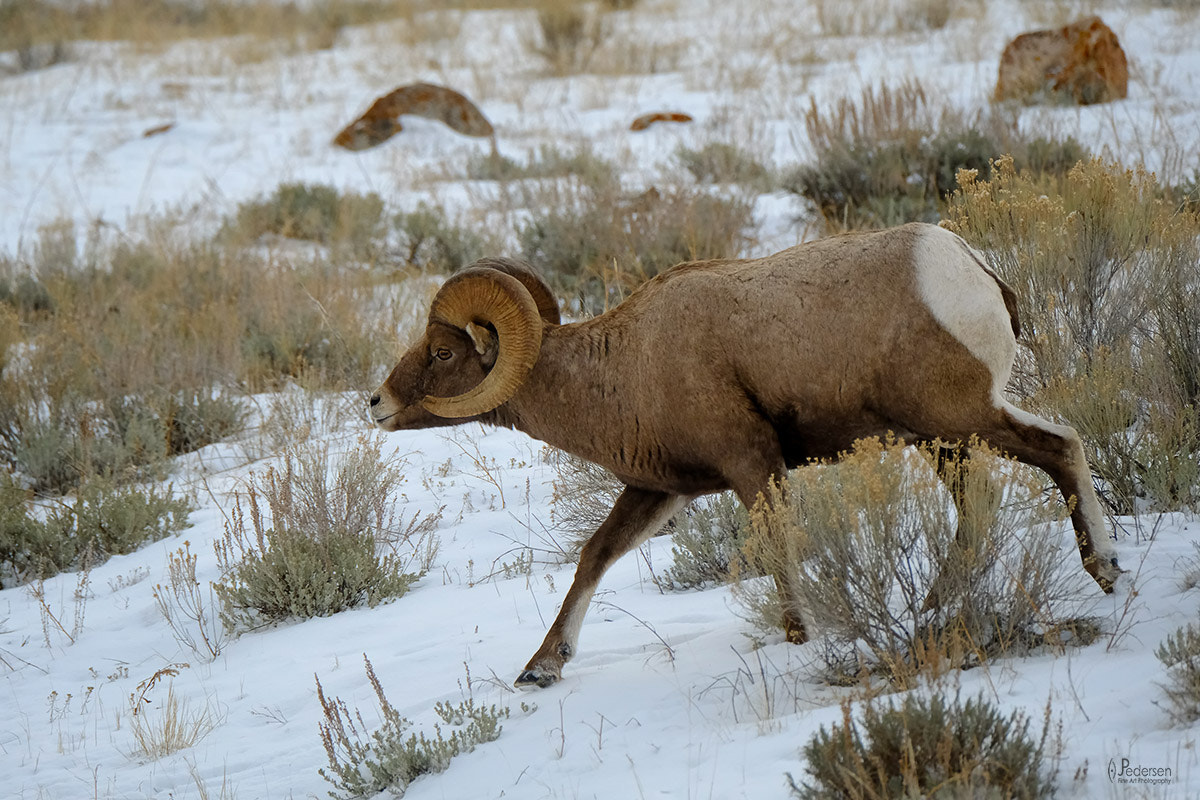 Fujifilm XF 100-400mm F4.5-5.6 R LM OIS WR sample photo. Bighorn running photography