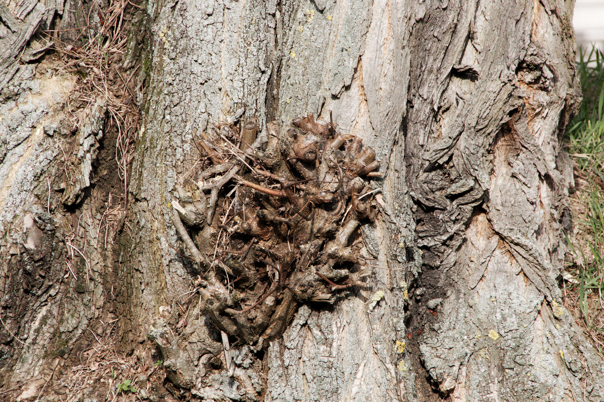 Sigma 18-250mm F3.5-6.3 DC OS HSM sample photo. And the artist's name is:         nature! photography