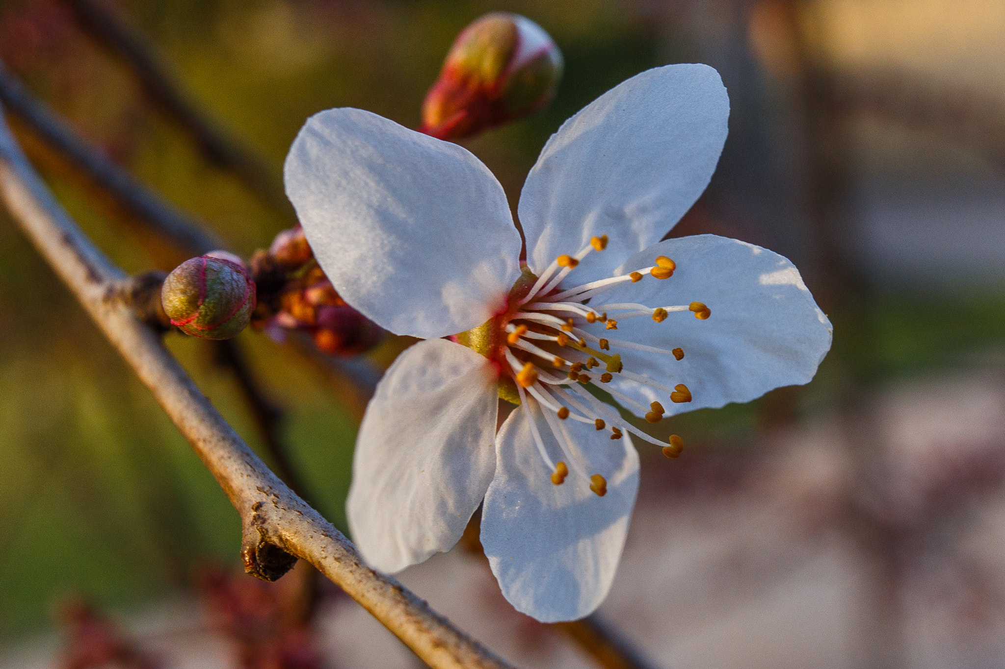 Canon EOS 6D + Canon EF 35mm F2 IS USM sample photo