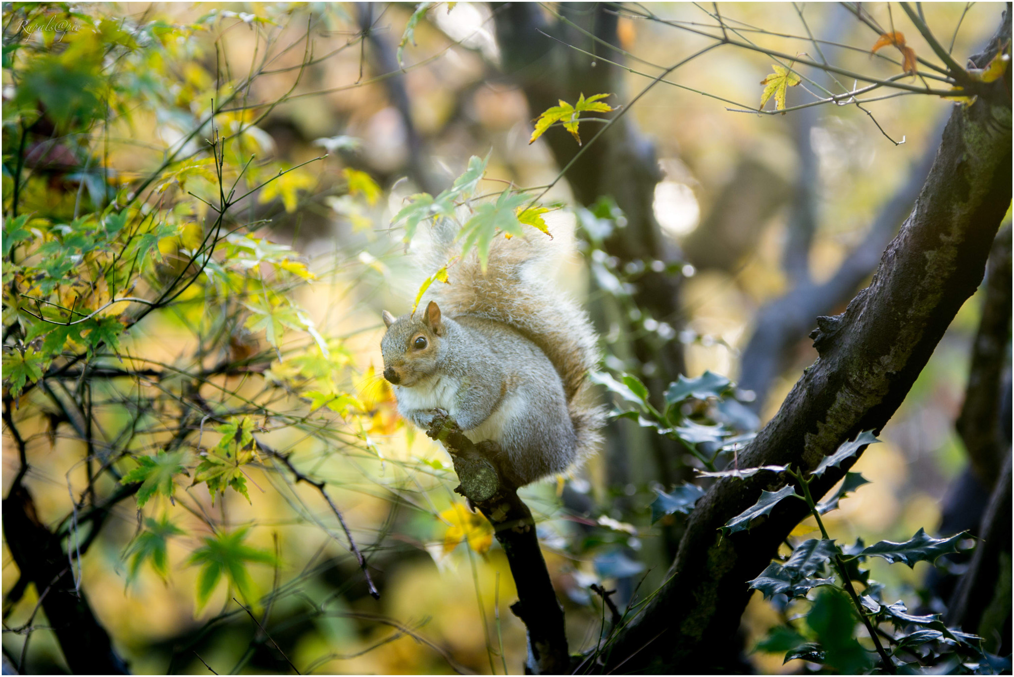 Nikon D7100 + Sigma 70-200mm F2.8 EX DG OS HSM sample photo. This little champs photography