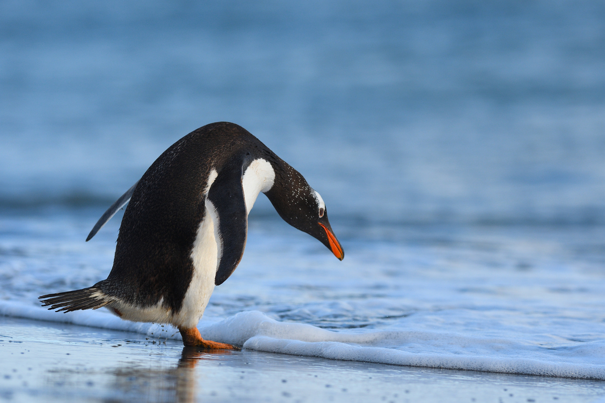 Nikon D500 + Nikon AF-S Nikkor 300mm F2.8G ED VR II sample photo. Brrrr! cold! photography