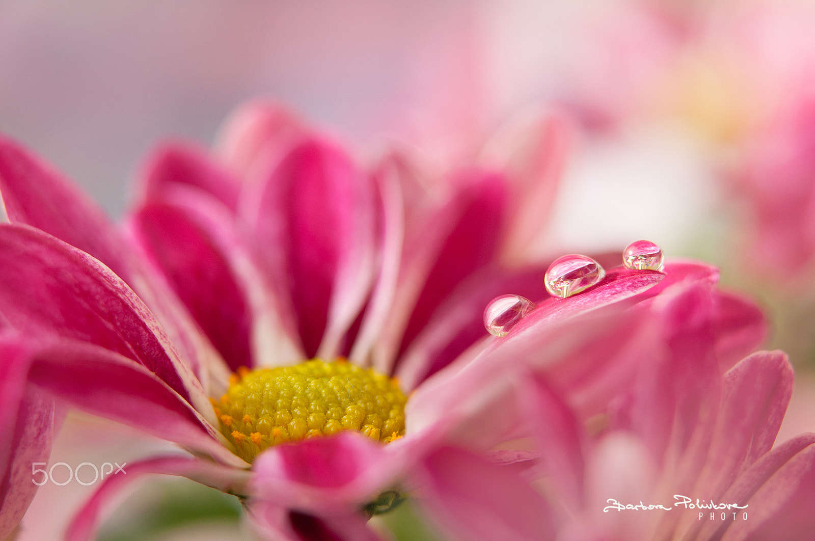 Nikon AF-S Micro-Nikkor 60mm F2.8G ED sample photo. Purity photography