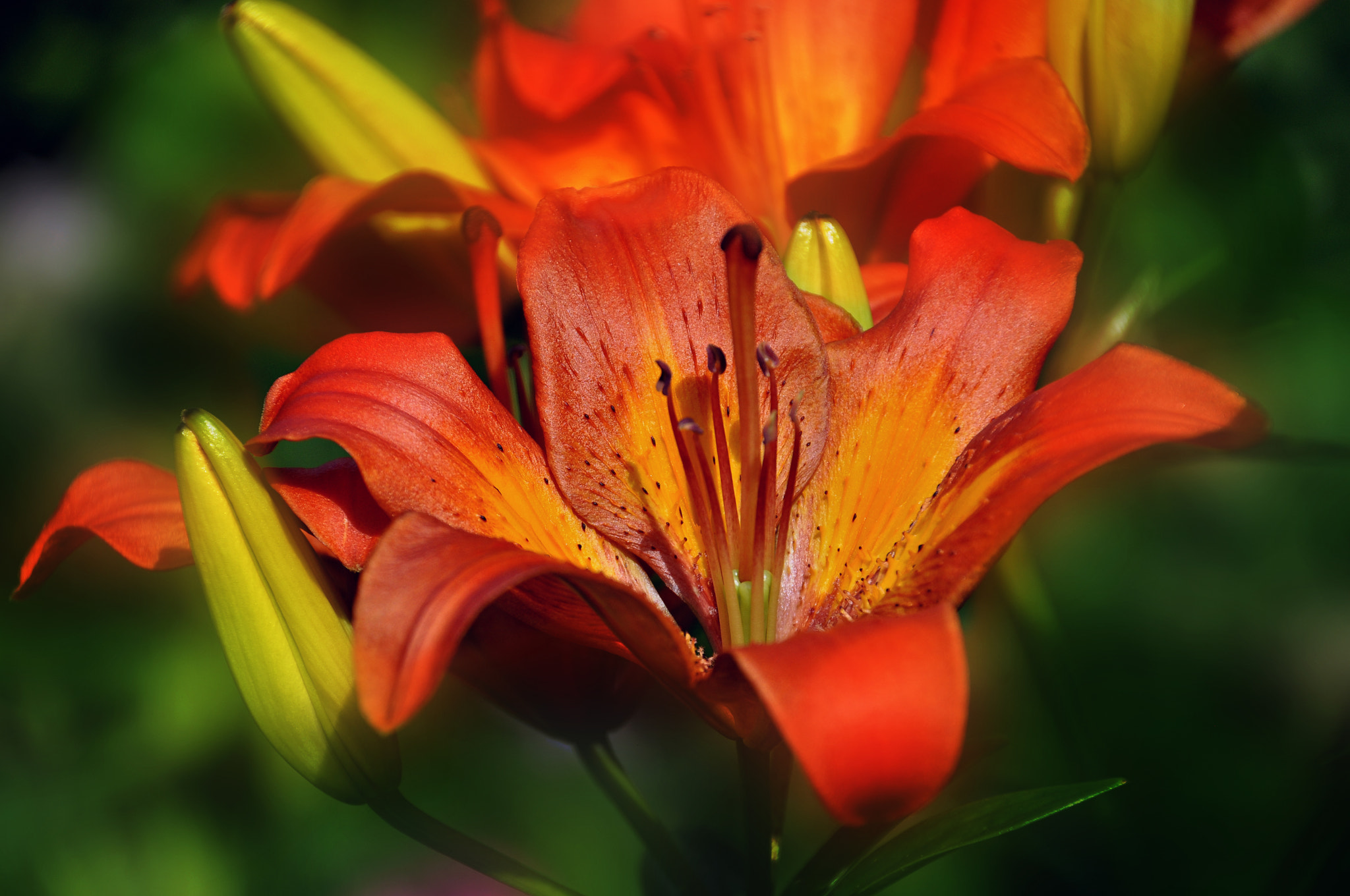 Nikon D5000 sample photo. E photography