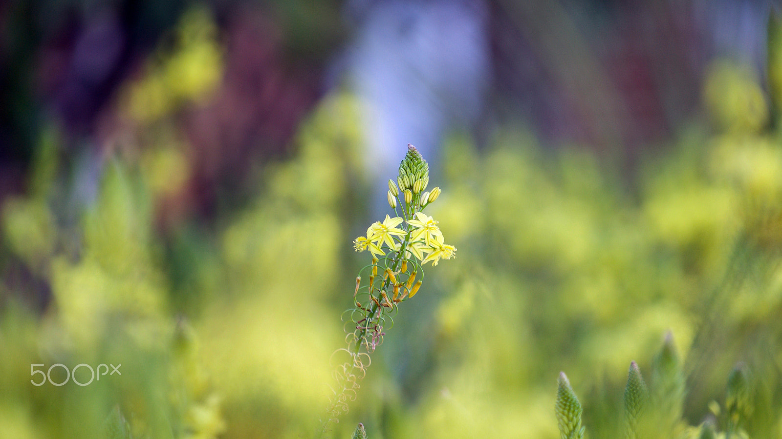 Sony a7S II sample photo. She can two-step and sway photography