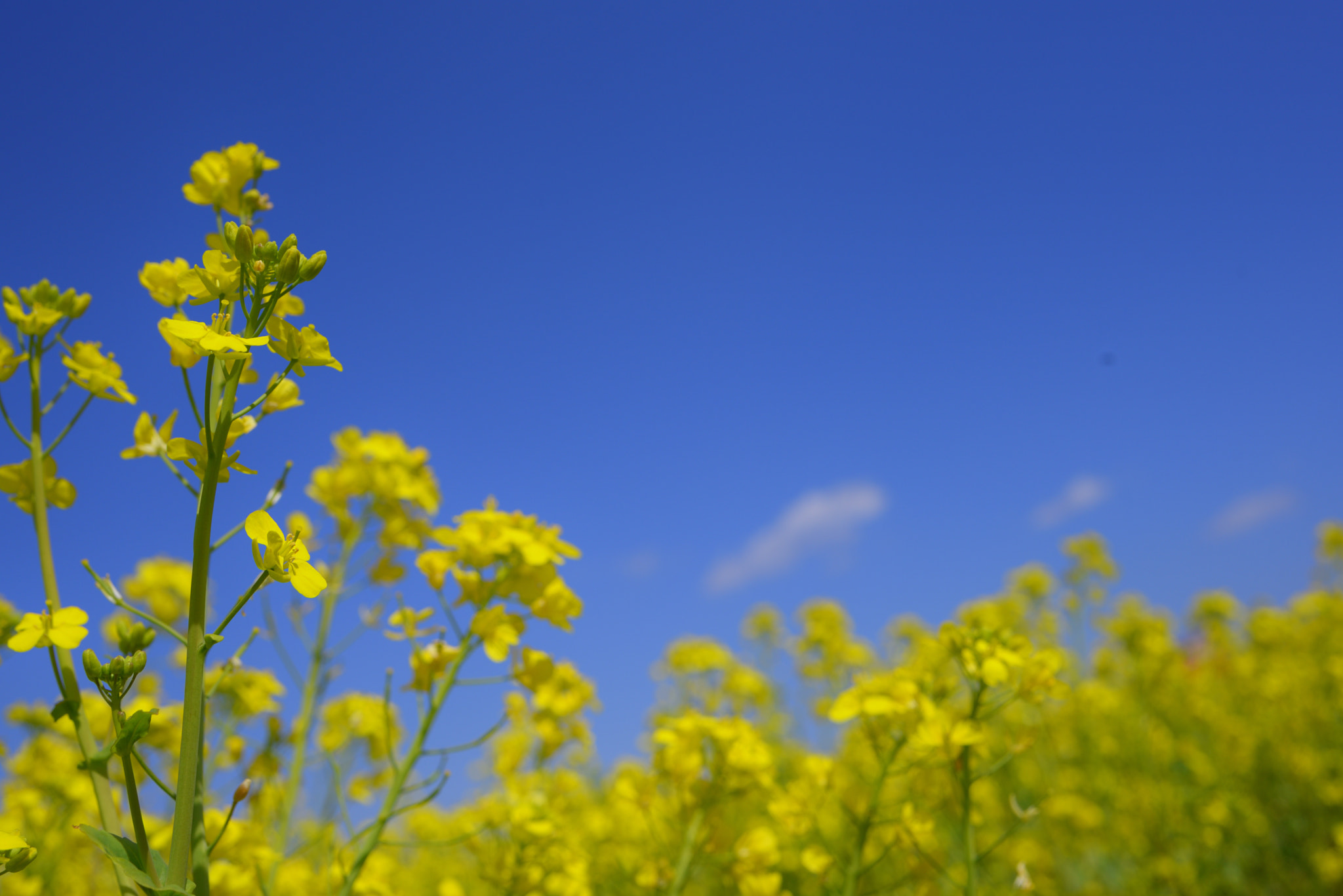 Tamron SP 35mm F1.8 Di VC USD sample photo. 菜の花 photography