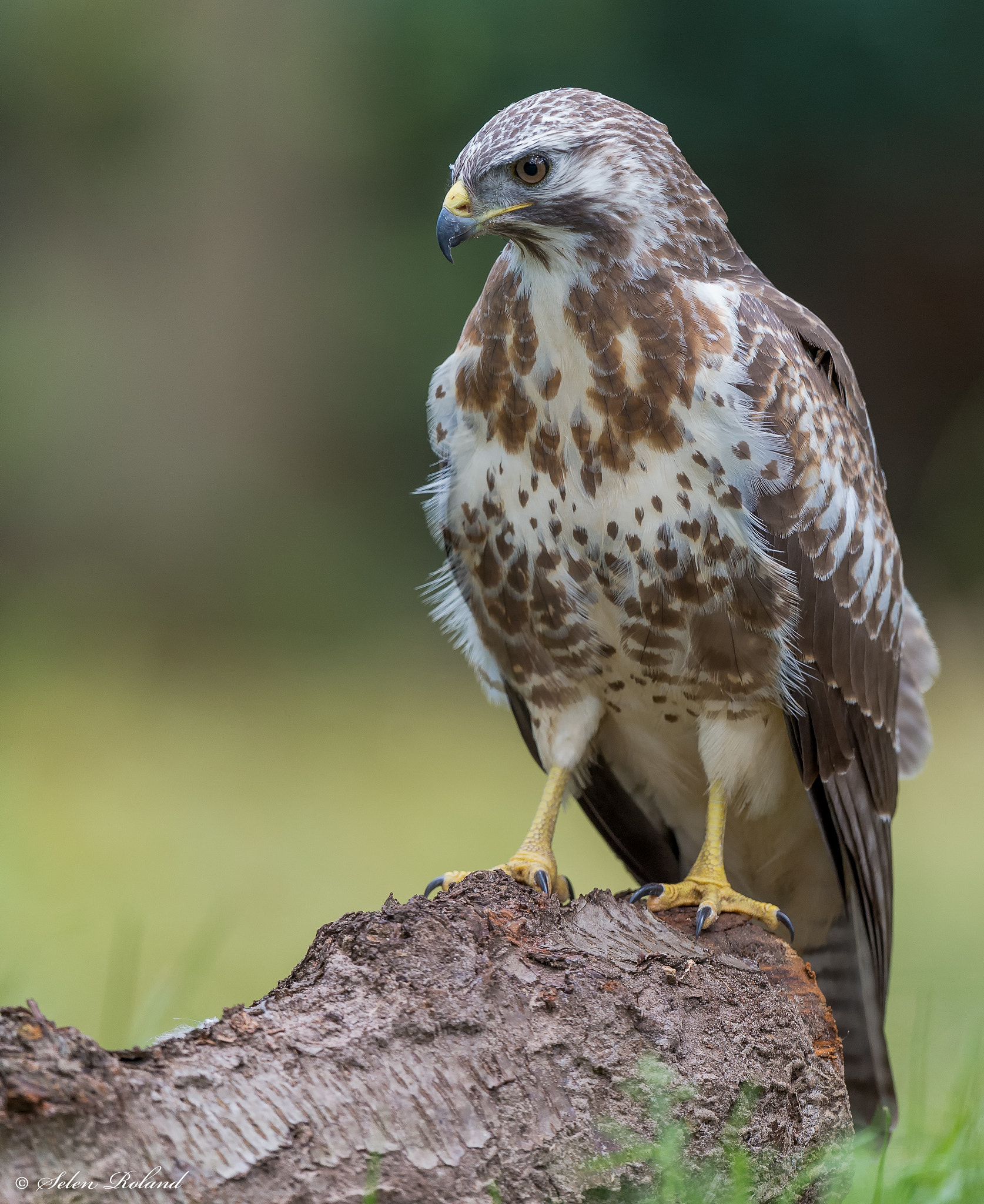 Nikon D4 + Nikon AF-S Nikkor 500mm F4G ED VR sample photo. Buizerd - buzzard photography