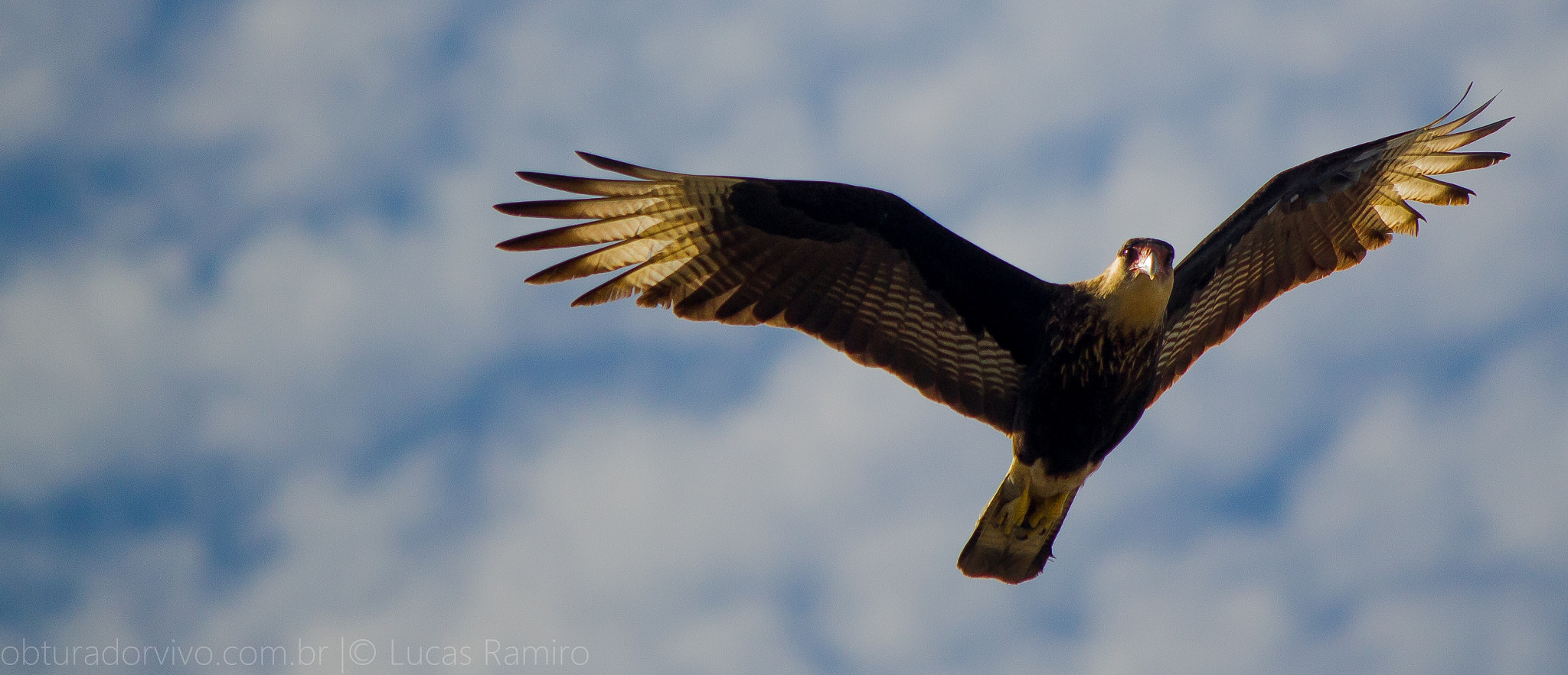 Canon EF-S 55-250mm F4-5.6 IS sample photo. Img photography
