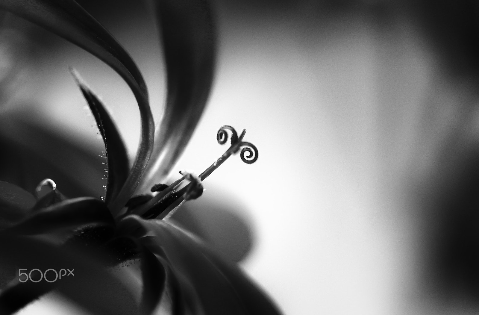 Canon EF 100mm F2.8 Macro USM sample photo. Curls photography