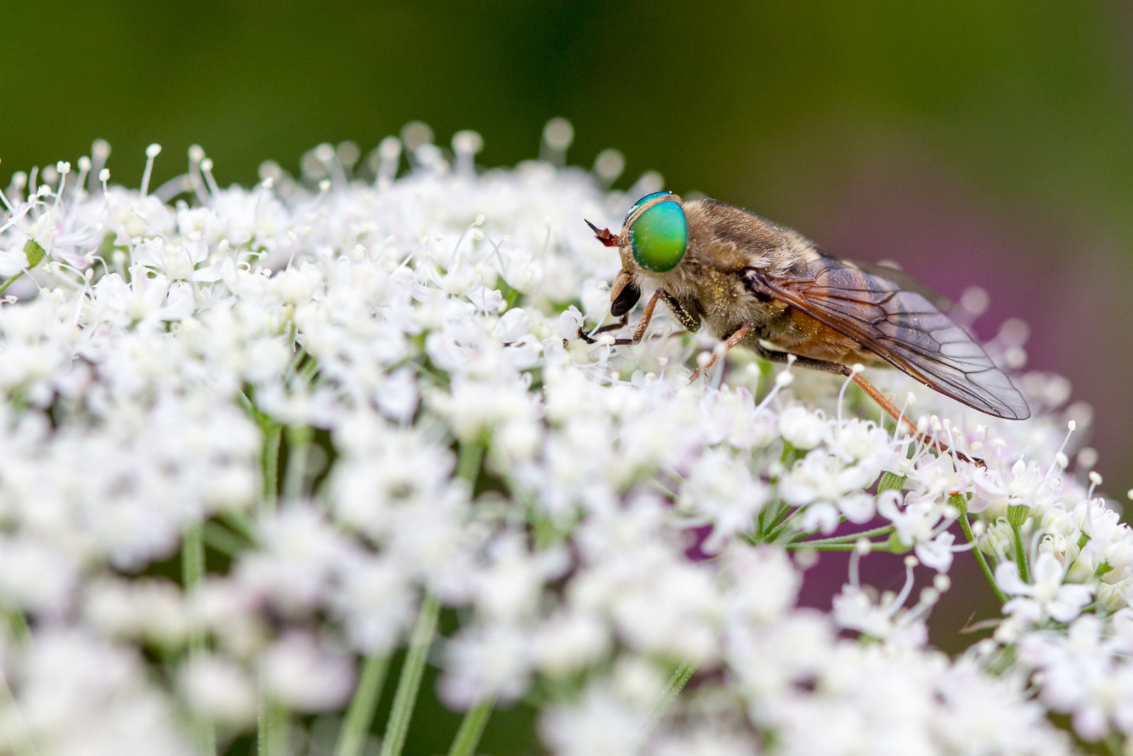 Canon EF 100mm F2.8 Macro USM sample photo. Taon photography