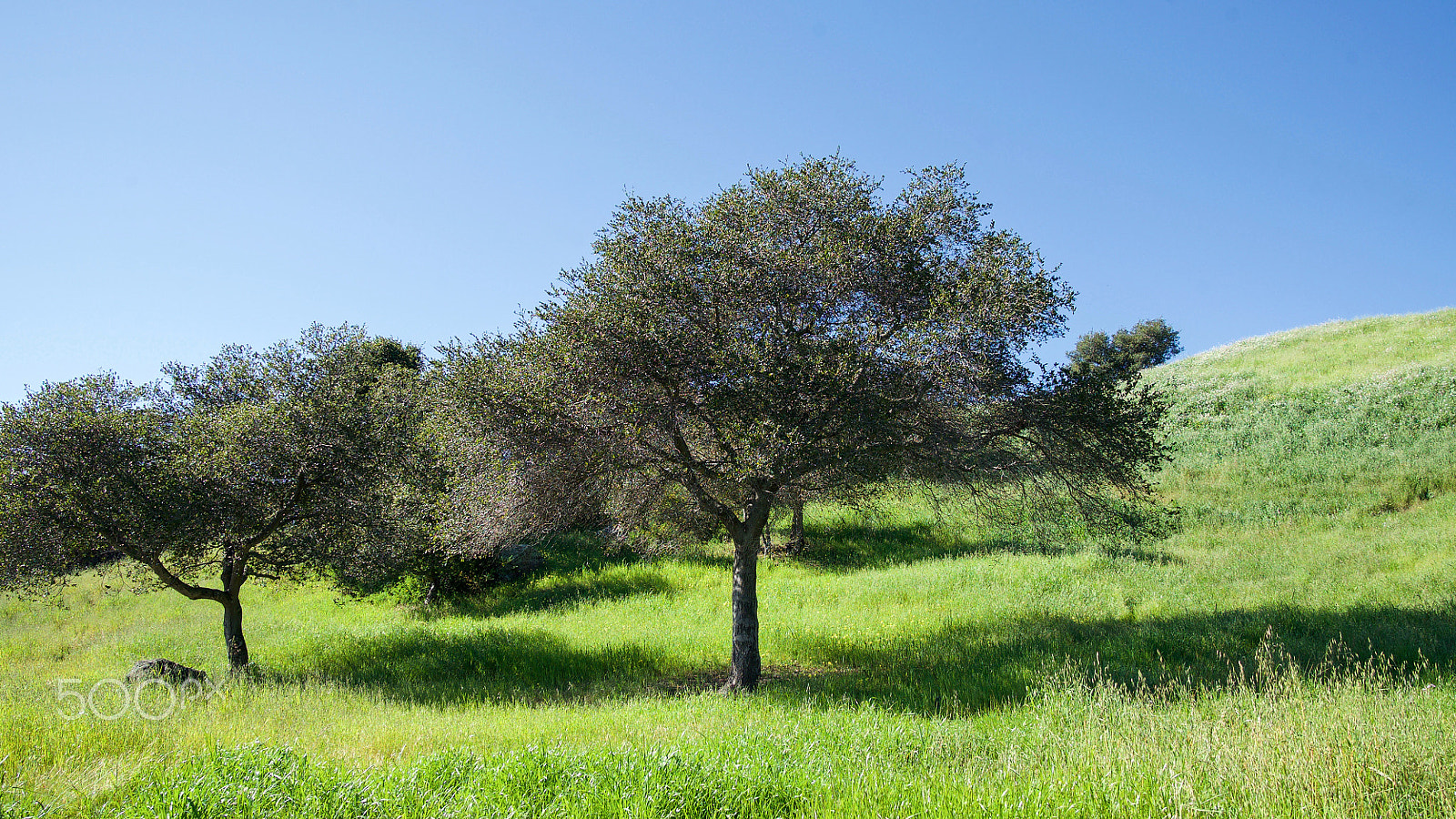 Sony a7S II sample photo. The golden state photography