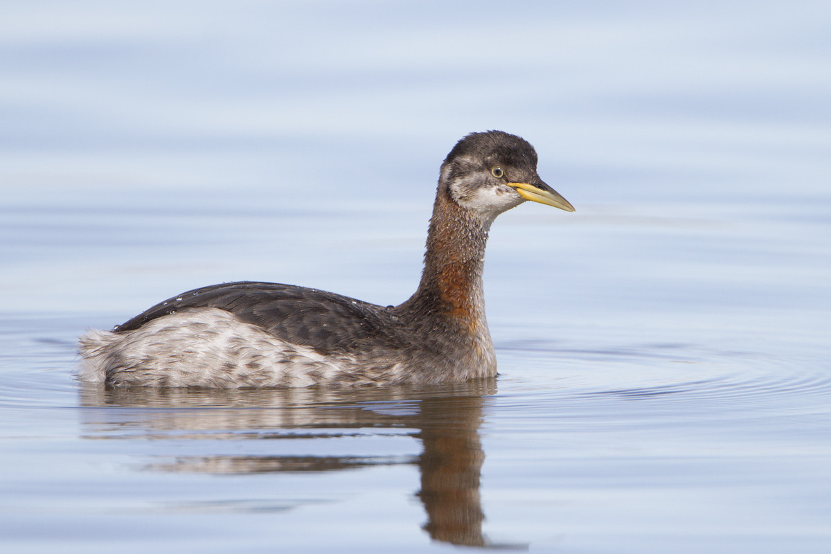 Canon EF 500mm F4L IS USM sample photo. Red-necked grebe photography