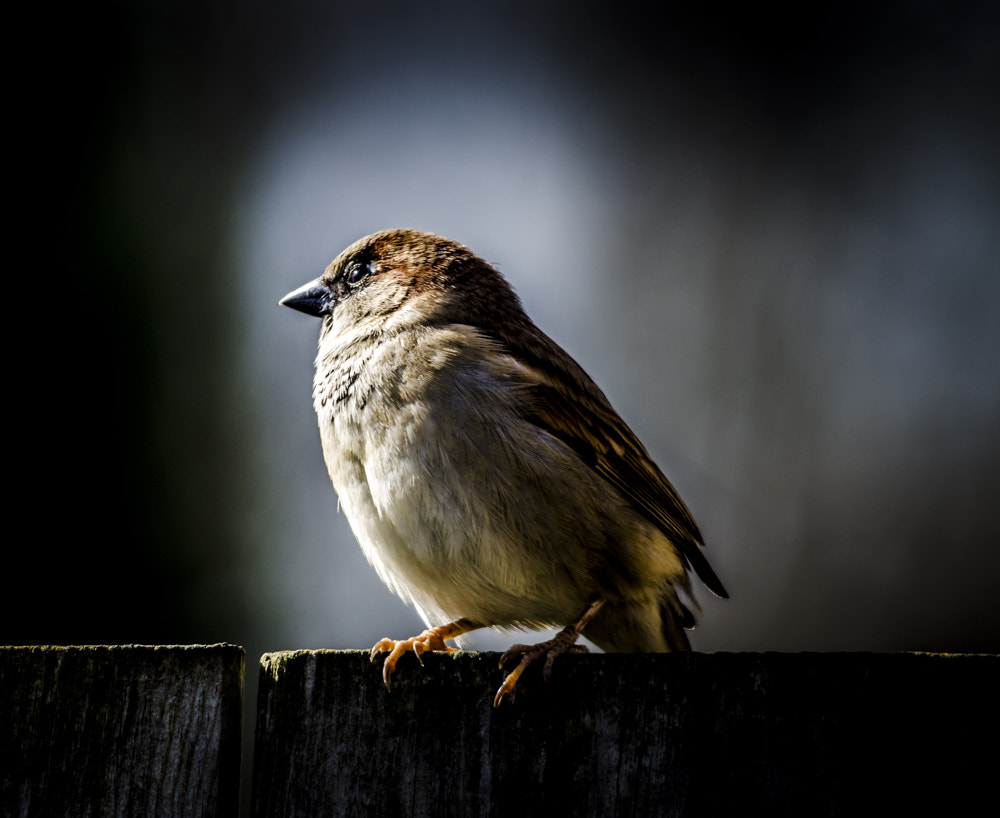 Sigma 150-500mm F5-6.3 DG OS HSM sample photo. Mus photography