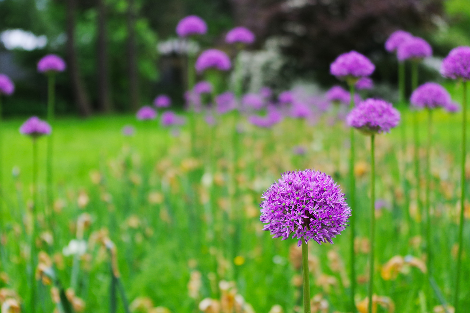 Pentax K-3 sample photo. Giant allium photography