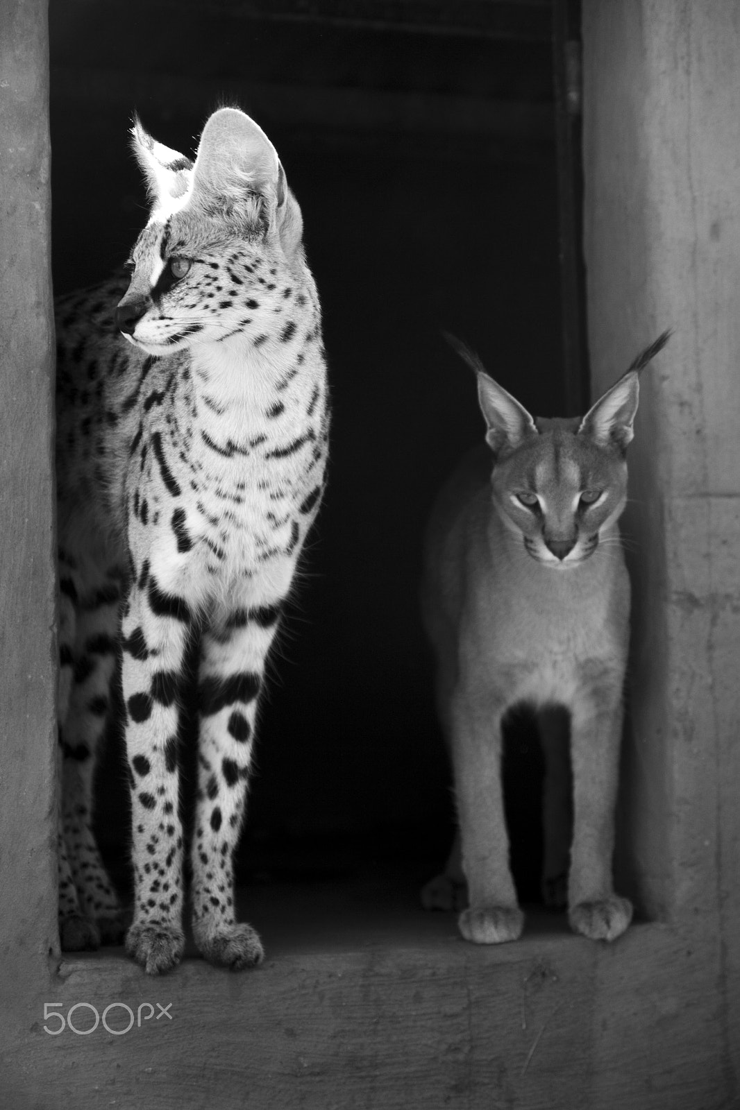 Tamron SP AF 17-50mm F2.8 XR Di II LD Aspherical (IF) sample photo. Cats in south africa photography