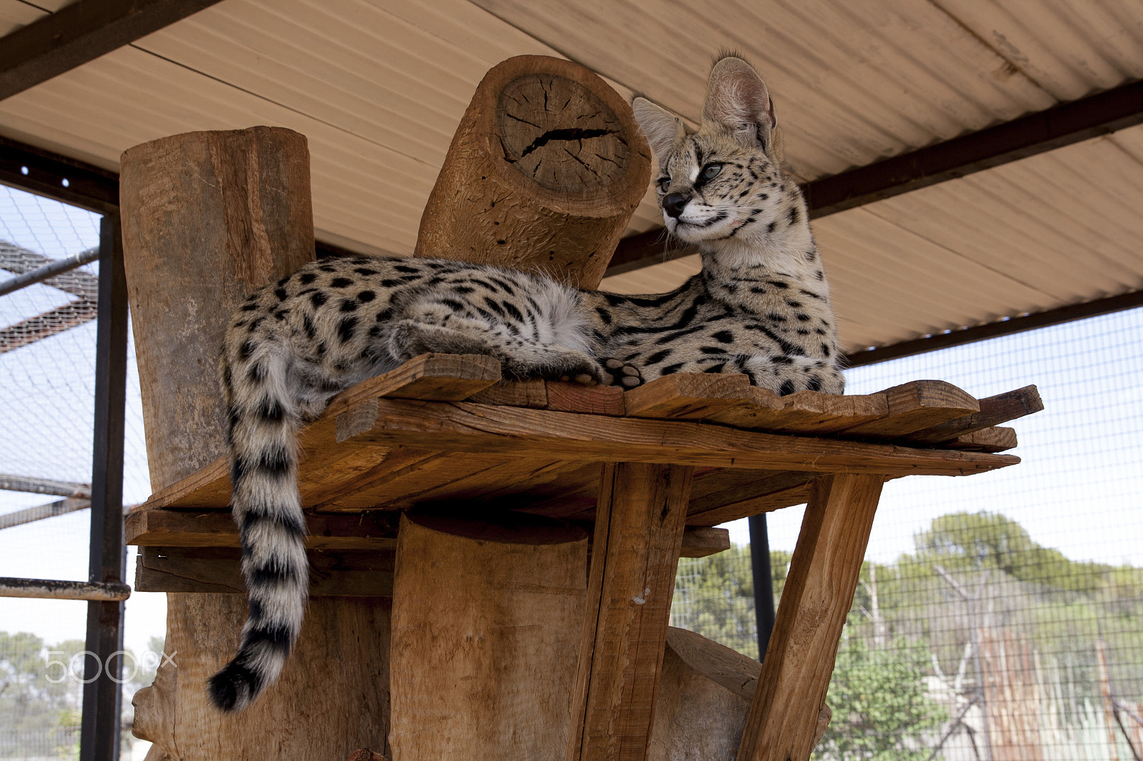 Tamron SP AF 17-50mm F2.8 XR Di II LD Aspherical (IF) sample photo. Cats in south africa photography