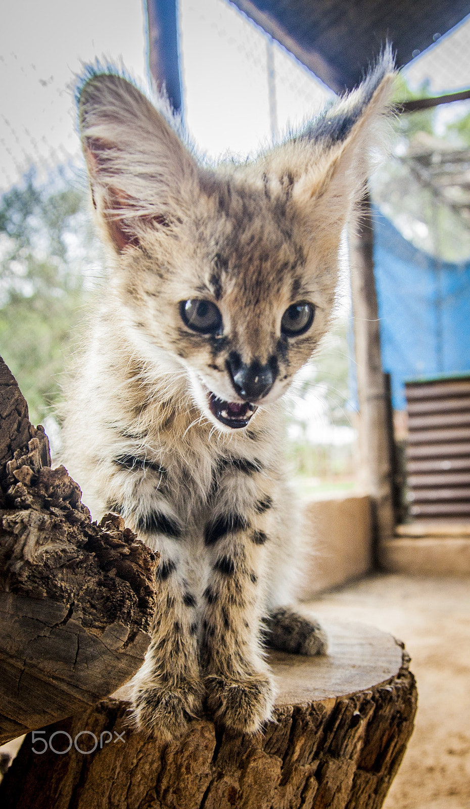 Tamron SP AF 17-50mm F2.8 XR Di II LD Aspherical (IF) sample photo. Cats in south africa photography