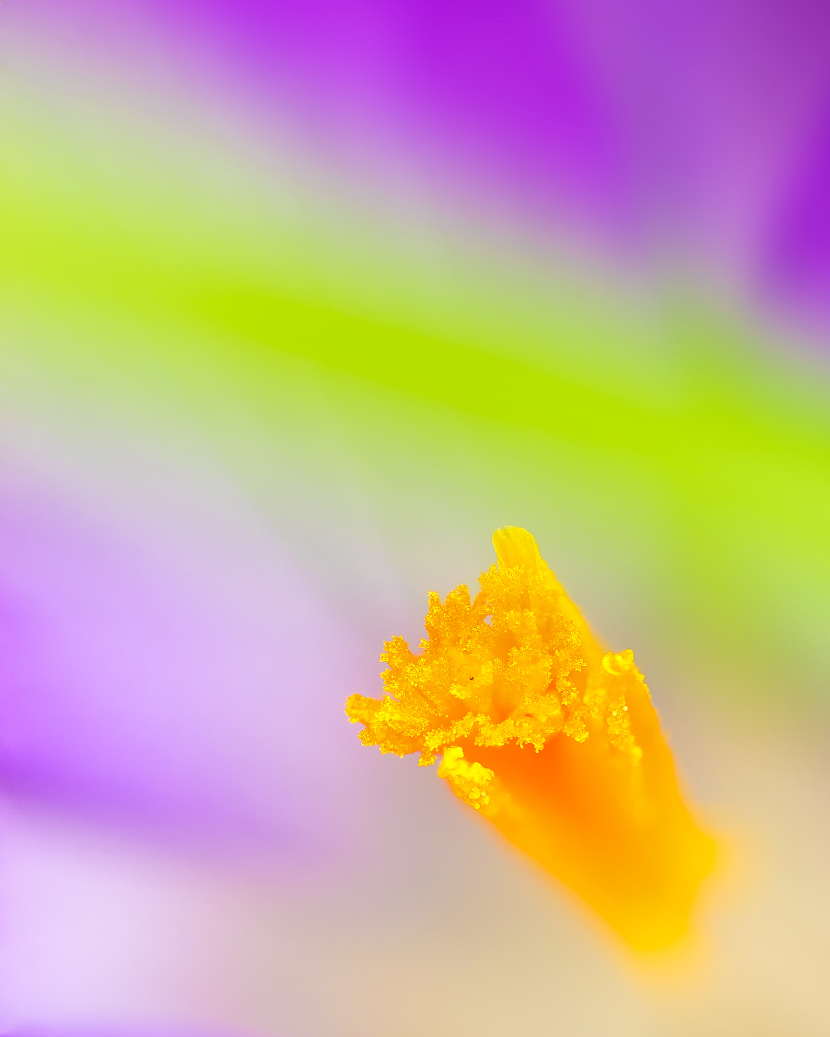 Pentax K-3 + Tamron SP AF 90mm F2.8 Di Macro sample photo. Crocus photography