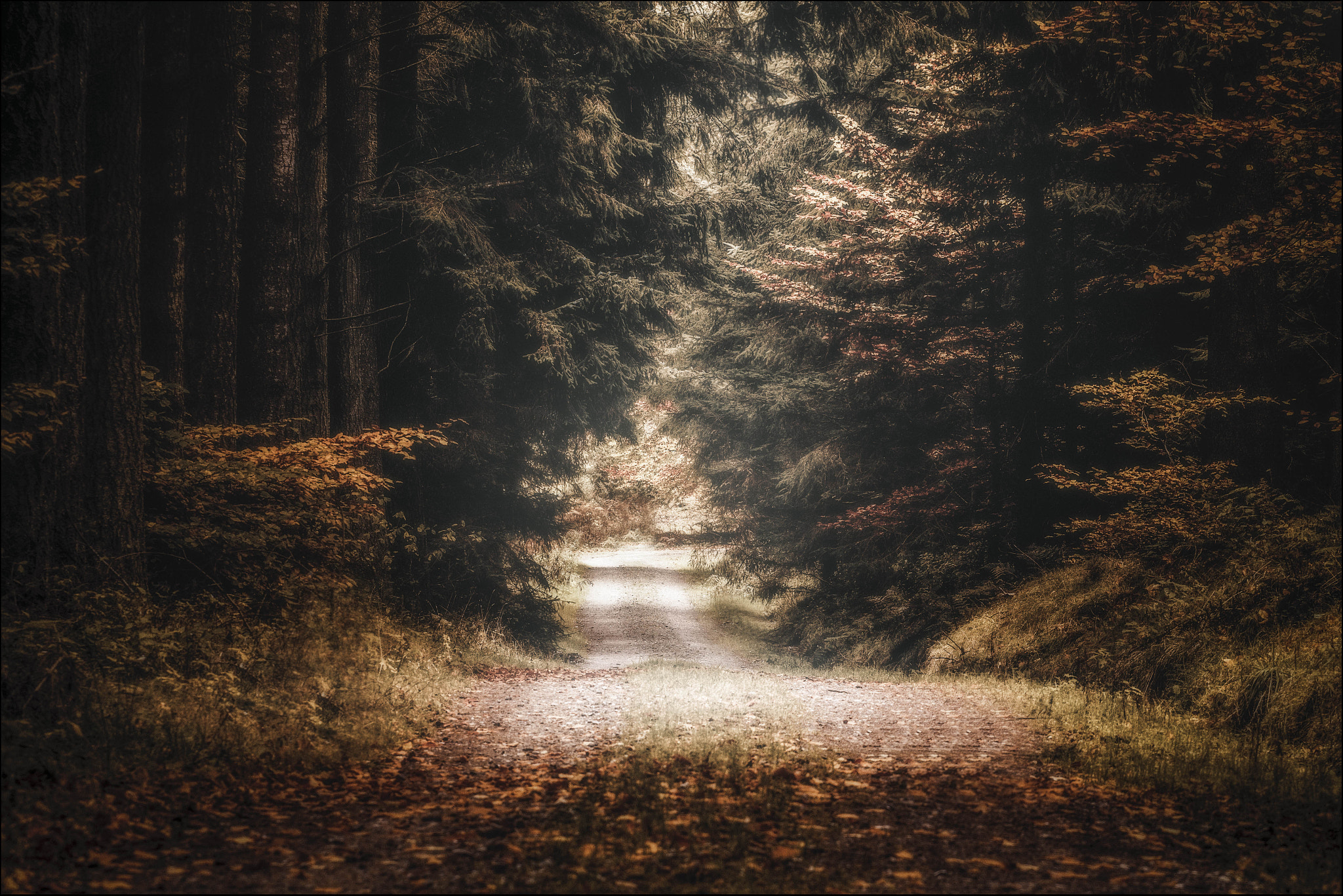 Canon EOS 7D + Canon EF 70-200mm F4L USM sample photo. Wonderland avenue photography