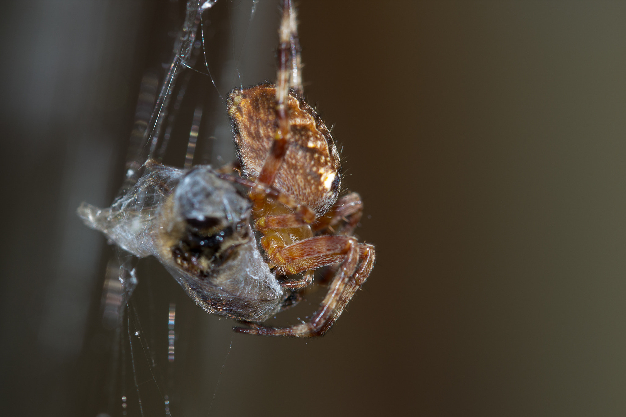 Canon EF 100mm F2.8 Macro USM sample photo. Spider photography