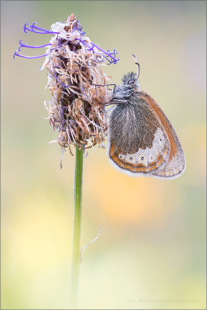 Sigma 150mm f/2.8 EX DG OS HSM APO Macro sample photo. Coenonympha gardetta photography