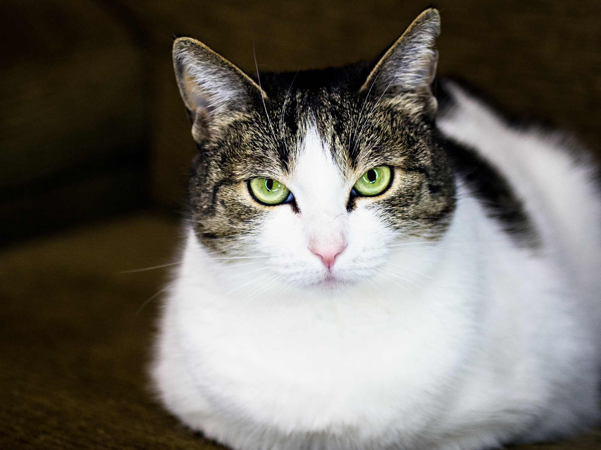 Nikon AF-S Nikkor 28-70mm F2.8 ED-IF sample photo. Pandora photography