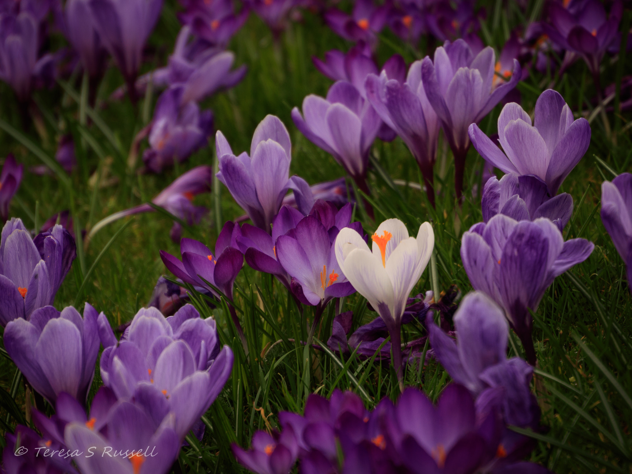 Canon EOS 760D (EOS Rebel T6s / EOS 8000D) sample photo. It's spring. photography