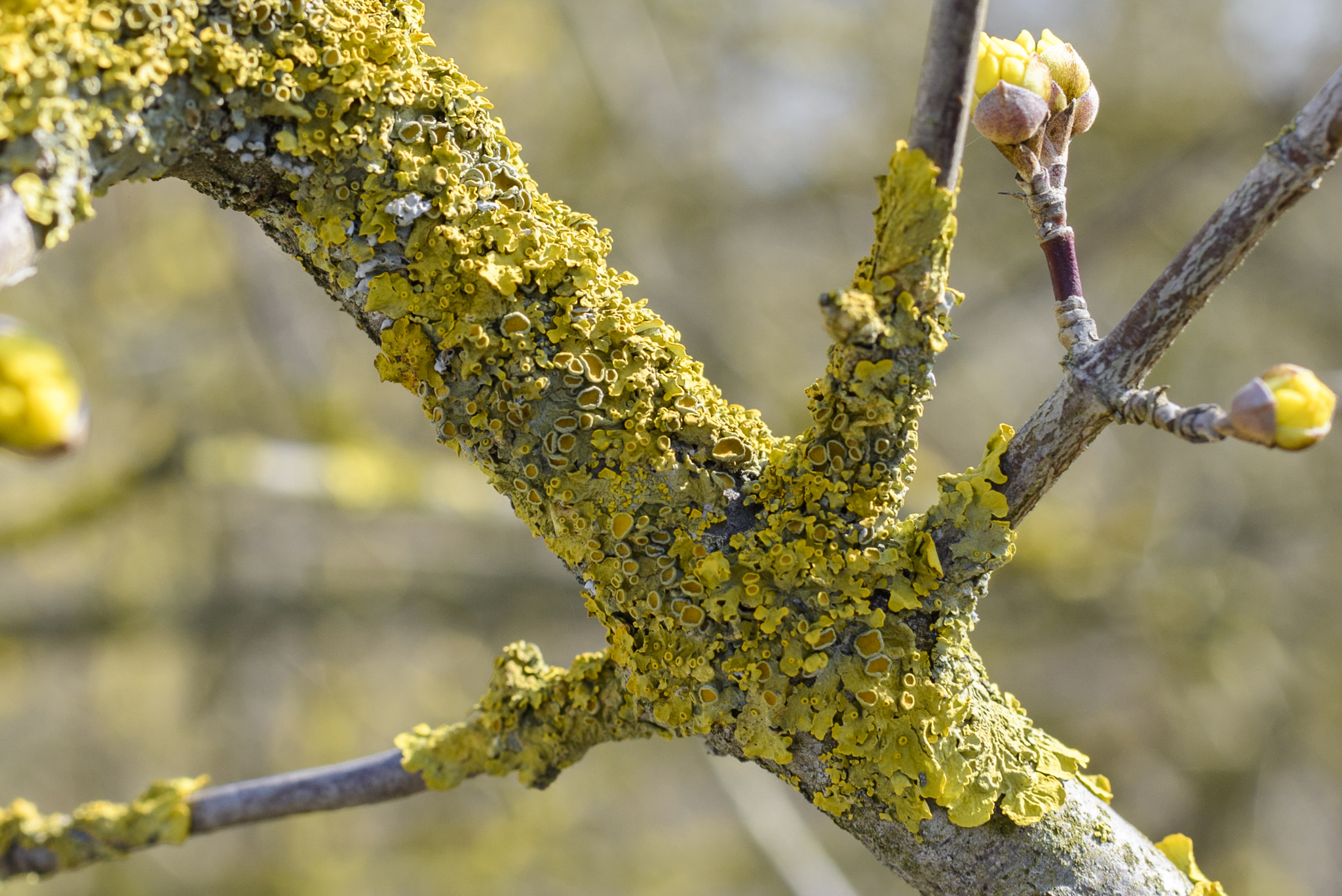 Nikon D800 + Nikon AF-S Nikkor 35mm F1.8G ED sample photo. Yellow lichen photography