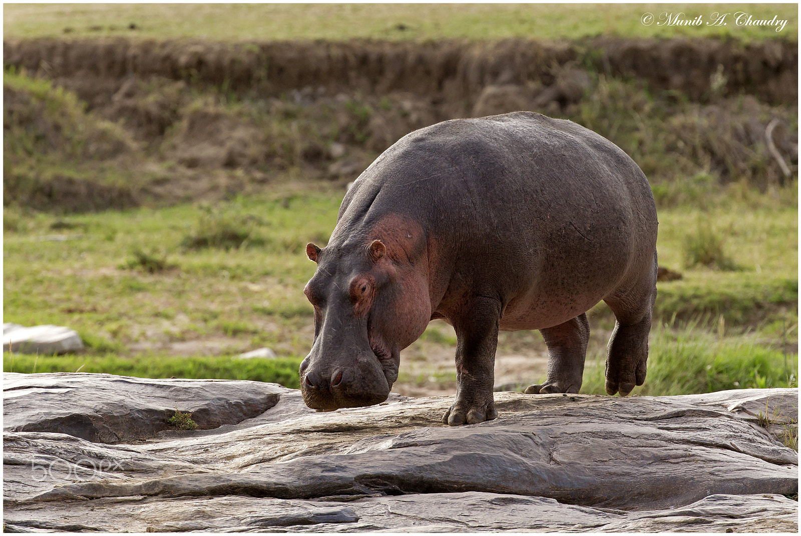 Canon EF 200-400mm F4L IS USM Extender 1.4x sample photo. The 3-legged kiboko! photography