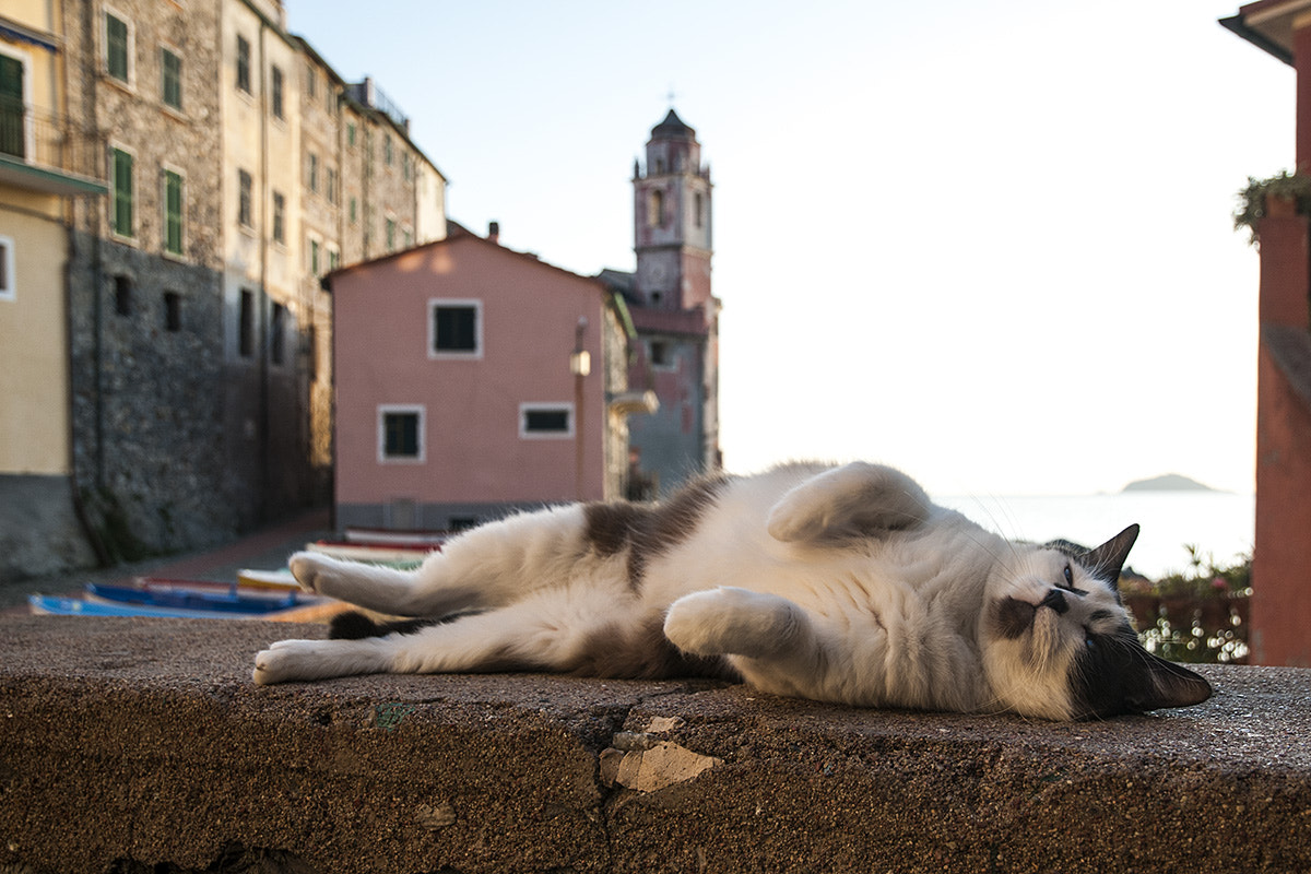 Nikon D300S + Nikon AF-S DX Nikkor 16-85mm F3.5-5.6G ED VR sample photo. The hard life of a cat in tellaro photography