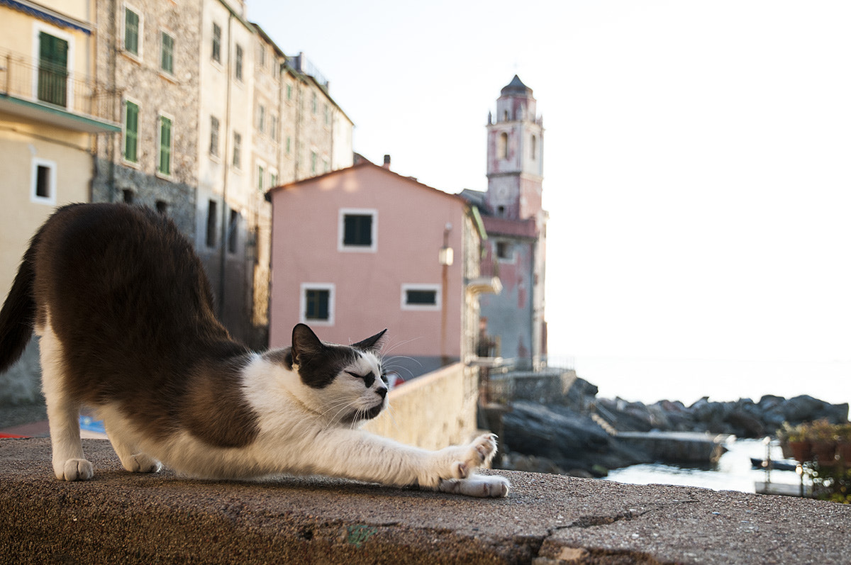 Nikon D300S sample photo. The hard life of a cat in tellaro photography