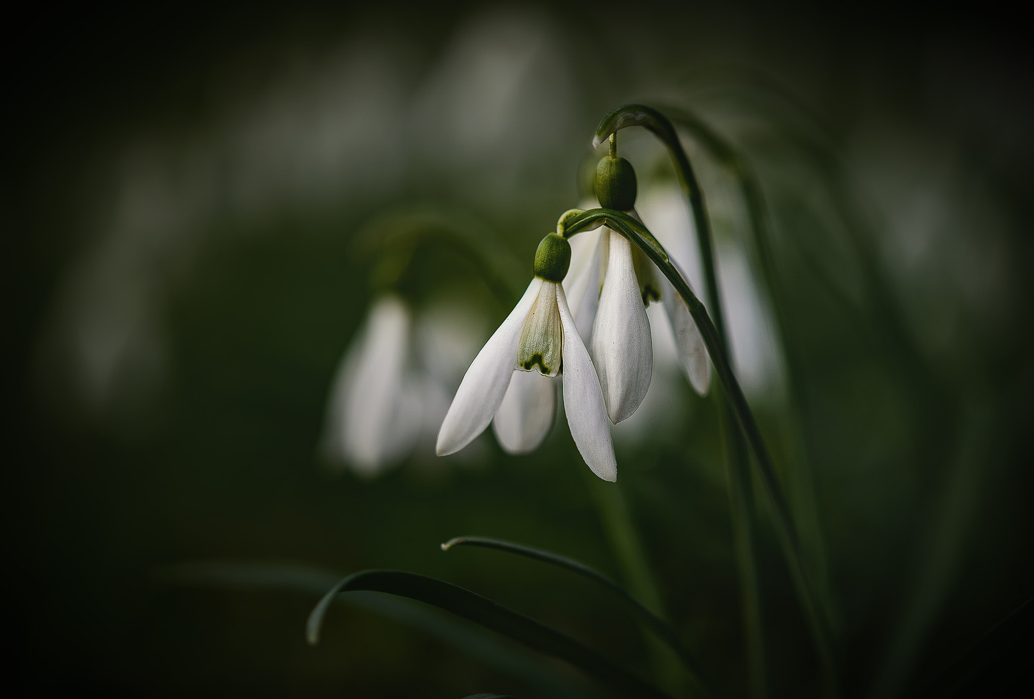 Sigma 105mm F2.8 EX DG OS HSM sample photo. ++frühling++ photography