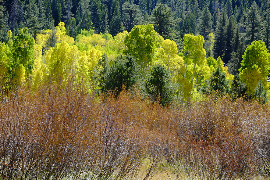 Fujifilm X-Pro1 + Fujifilm XF 55-200mm F3.5-4.8 R LM OIS sample photo. Aspens photography