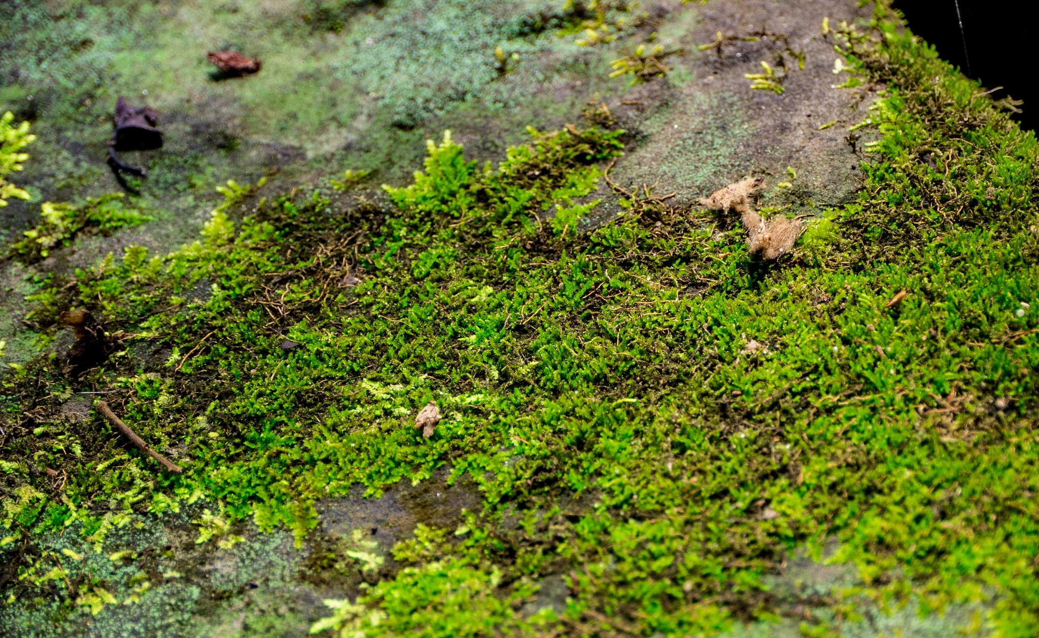 Panasonic Lumix DMC-GH2 sample photo. Forest theory photography
