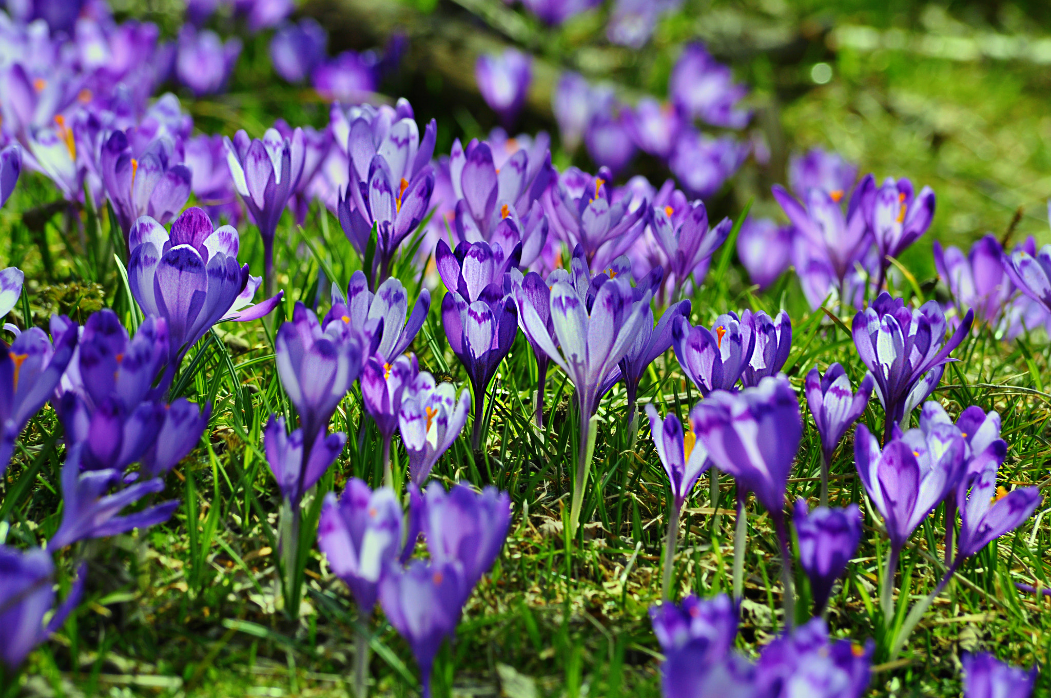 Nikon D5000 sample photo. E photography