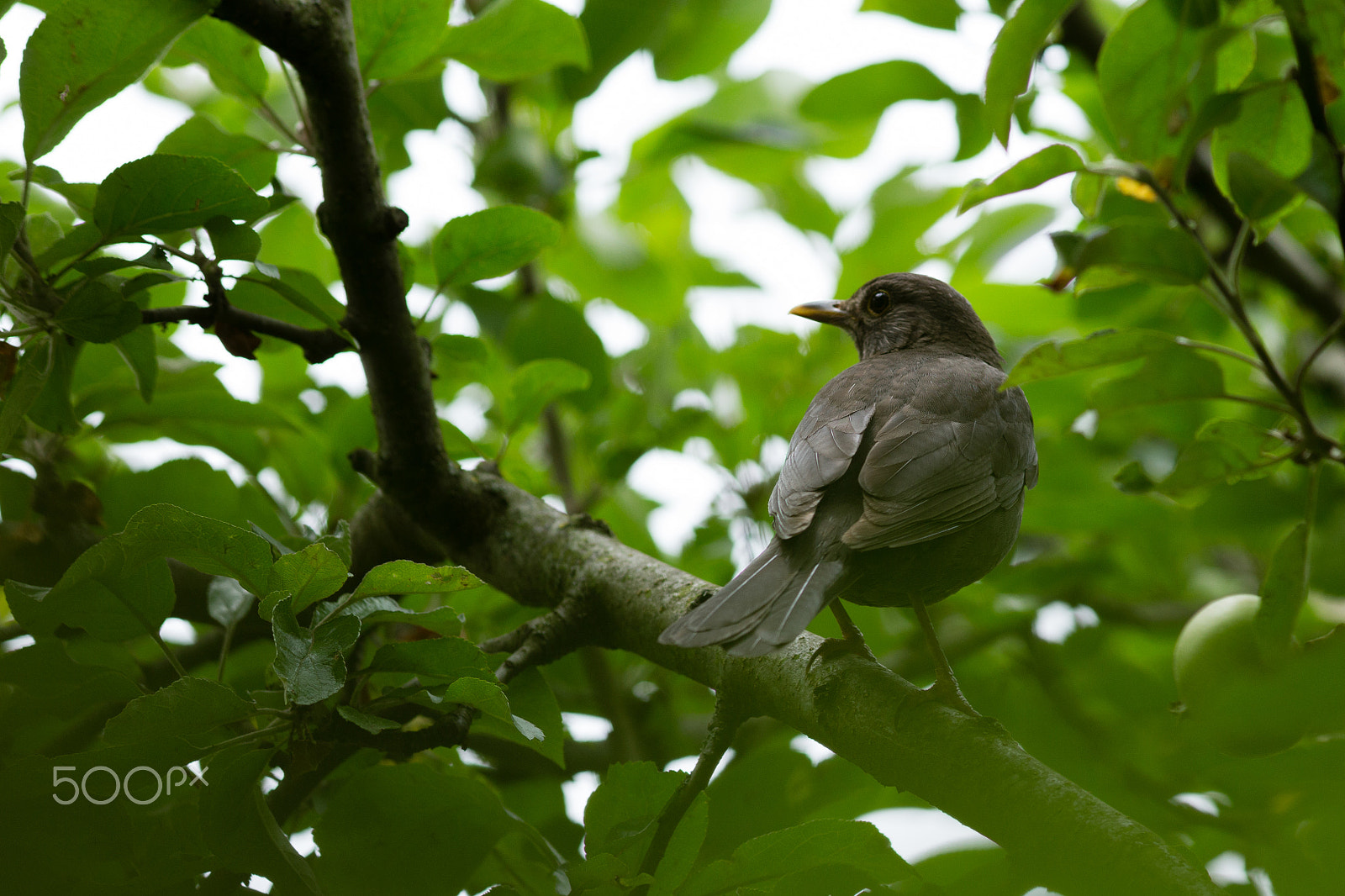 Canon EOS 6D + Canon EF 300mm F4L IS USM sample photo. Blackbird photography