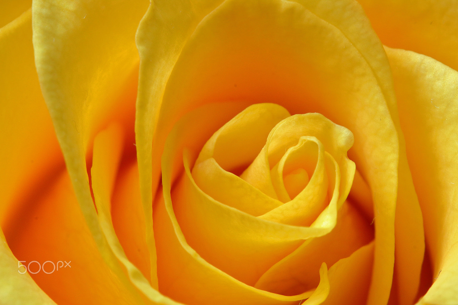 Canon EF 100mm F2.8 Macro USM sample photo. Yellow rose close up photography