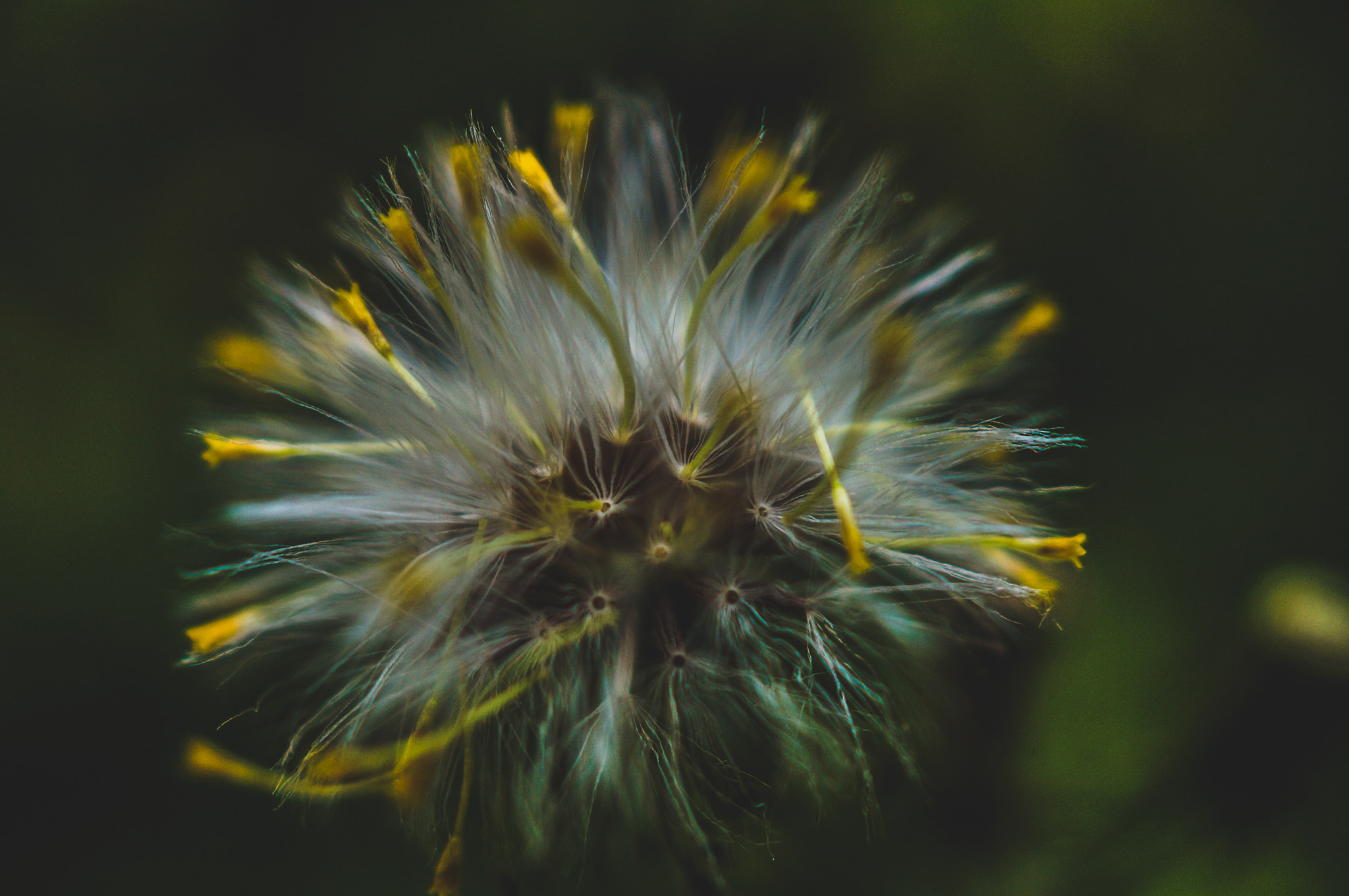 Sony SLT-A37 + Sony DT 30mm F2.8 Macro SAM sample photo. ..... photography