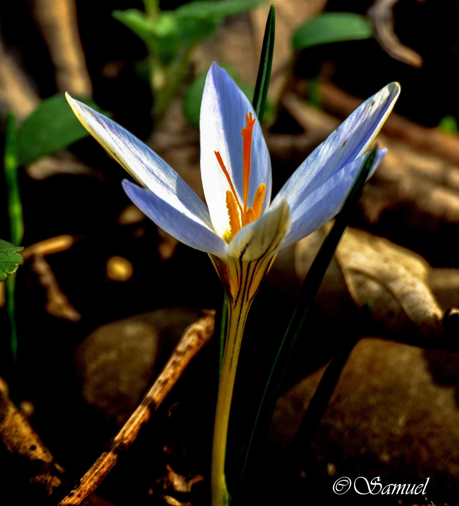 Nikon D5000 sample photo. Crocus photography