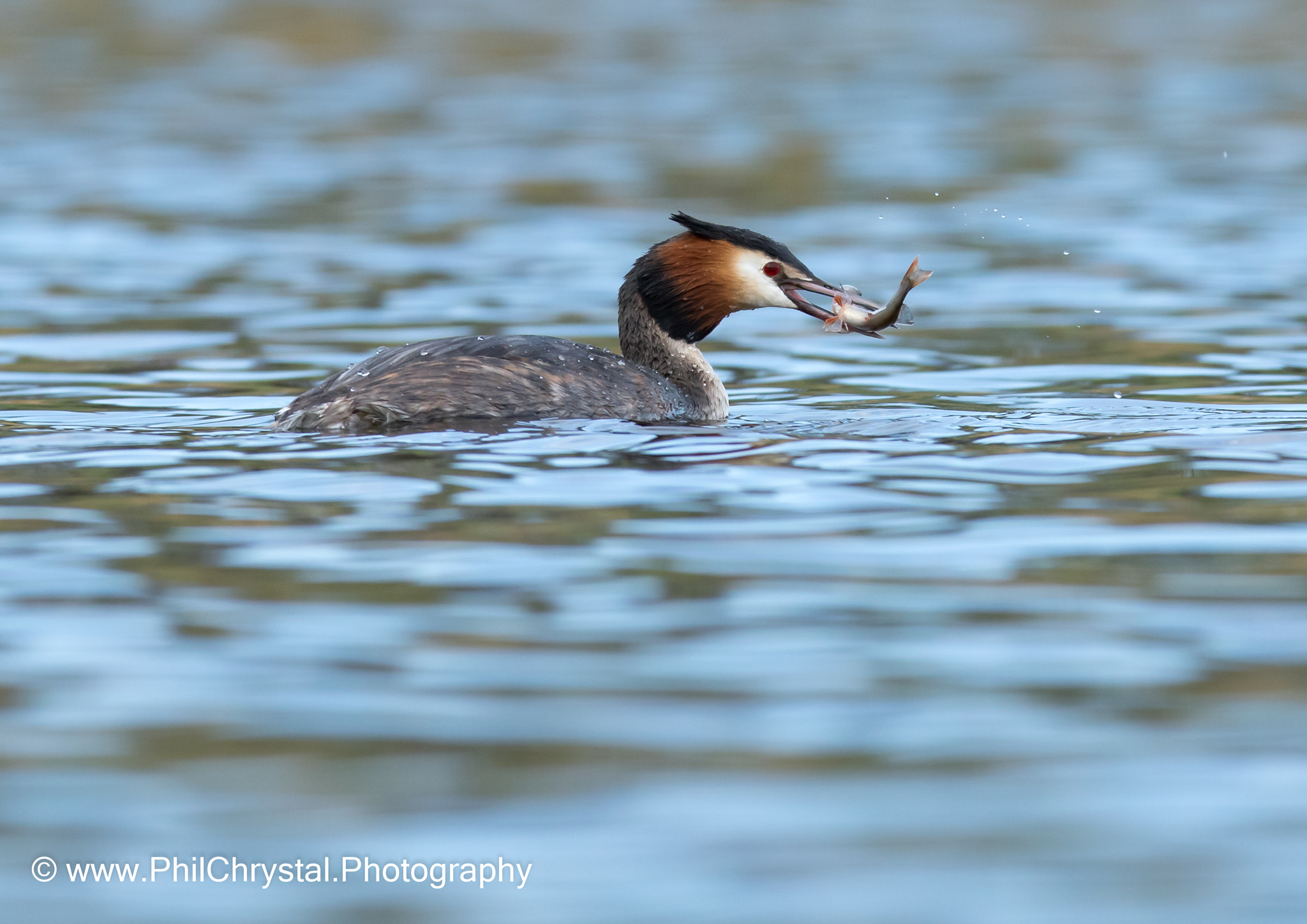 Canon EF 300mm F2.8L IS USM sample photo. Fishing photography
