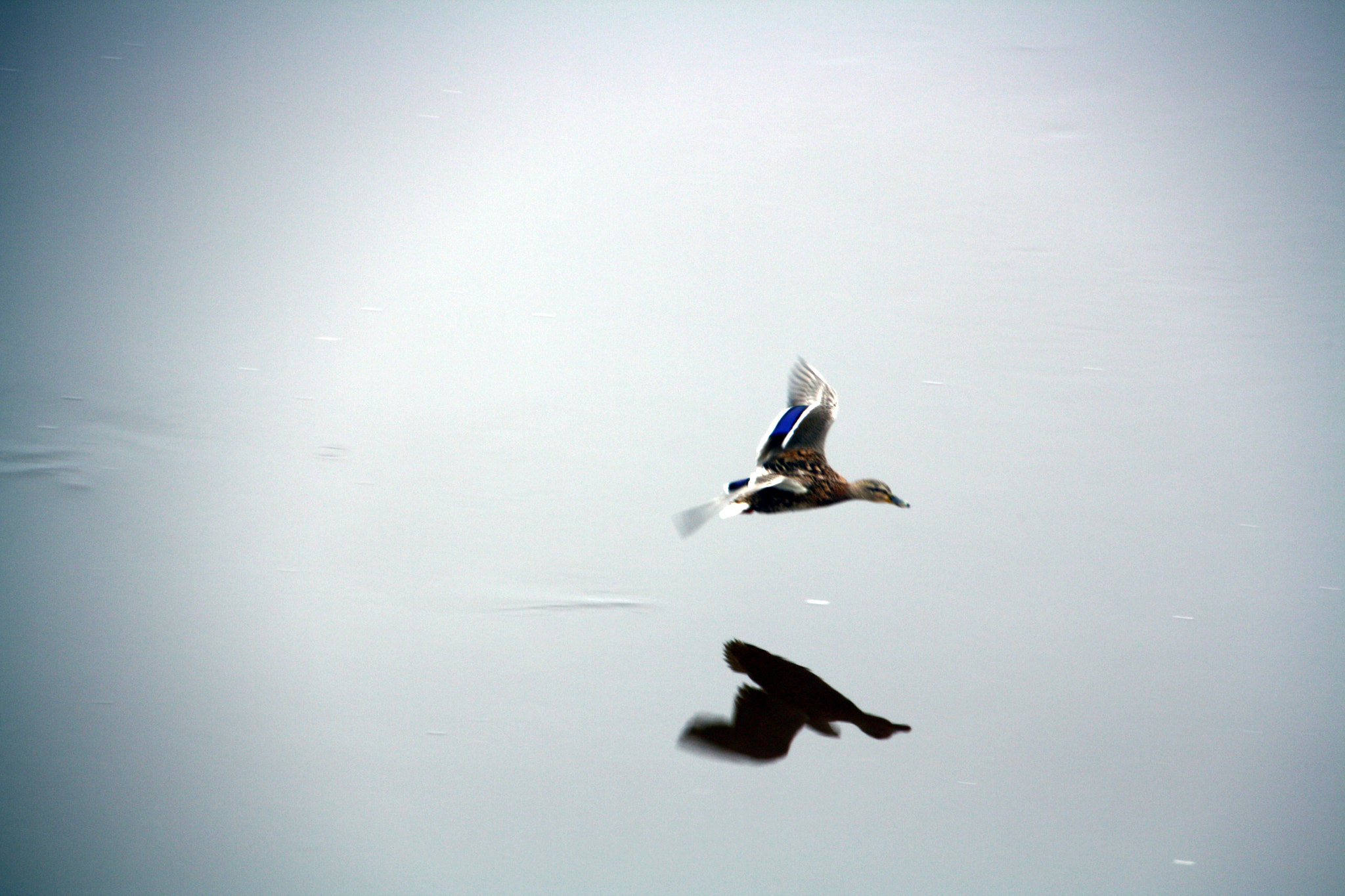 Canon EOS 1000D (EOS Digital Rebel XS / EOS Kiss F) sample photo. Flying duck photography