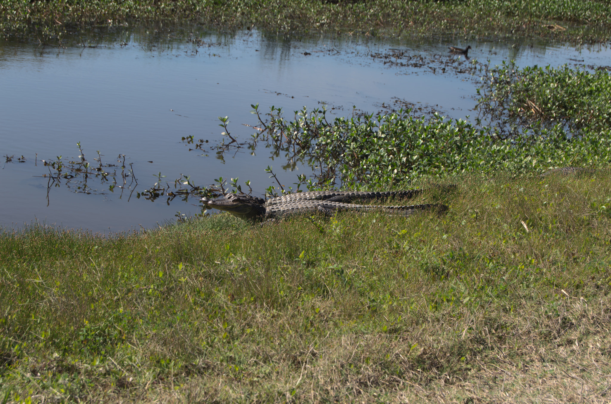 Nikon D3200 + Sigma 28-300mm F3.5-6.3 DG Macro sample photo. Gator photography