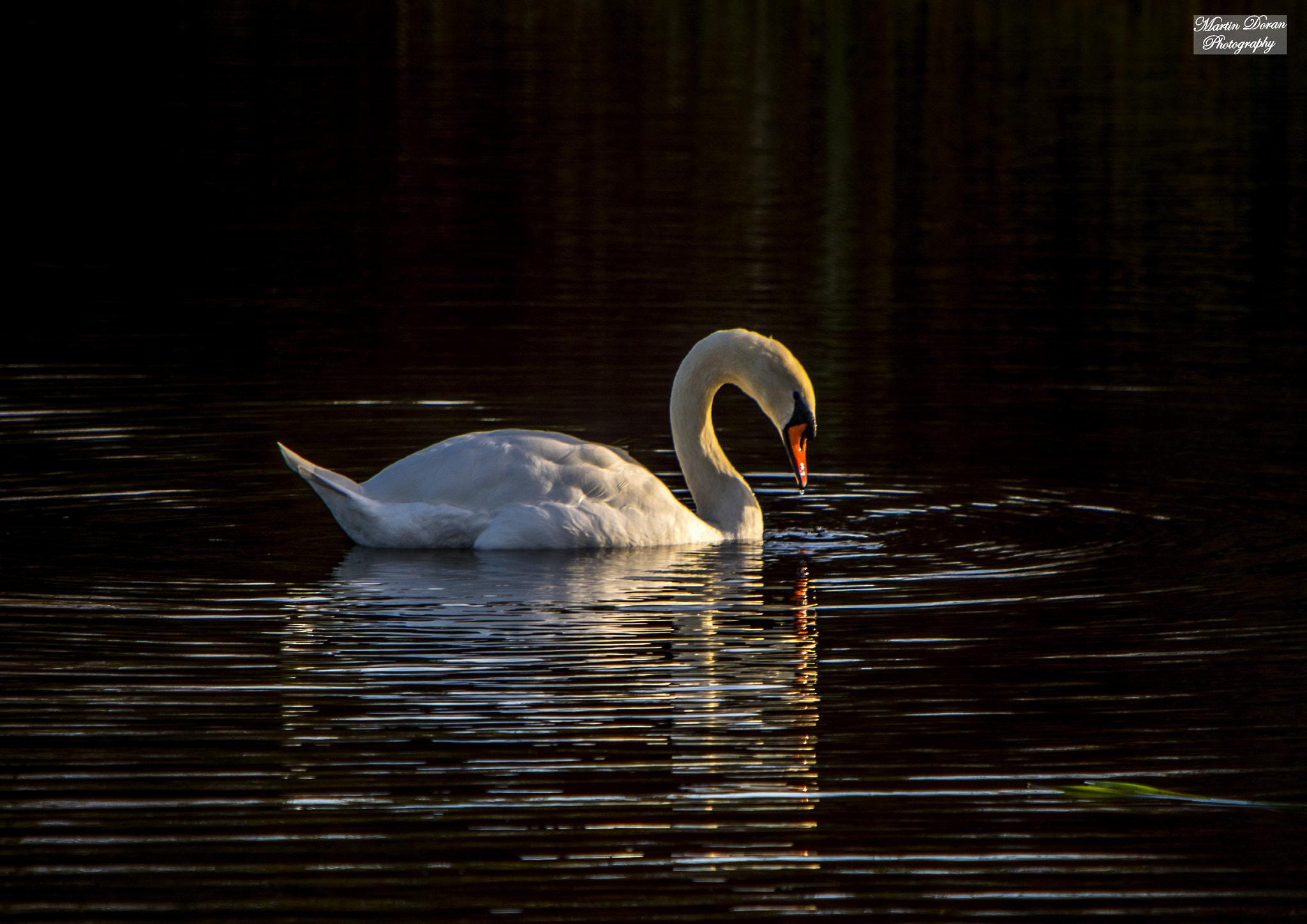 Nikon D500 sample photo. Swan photography