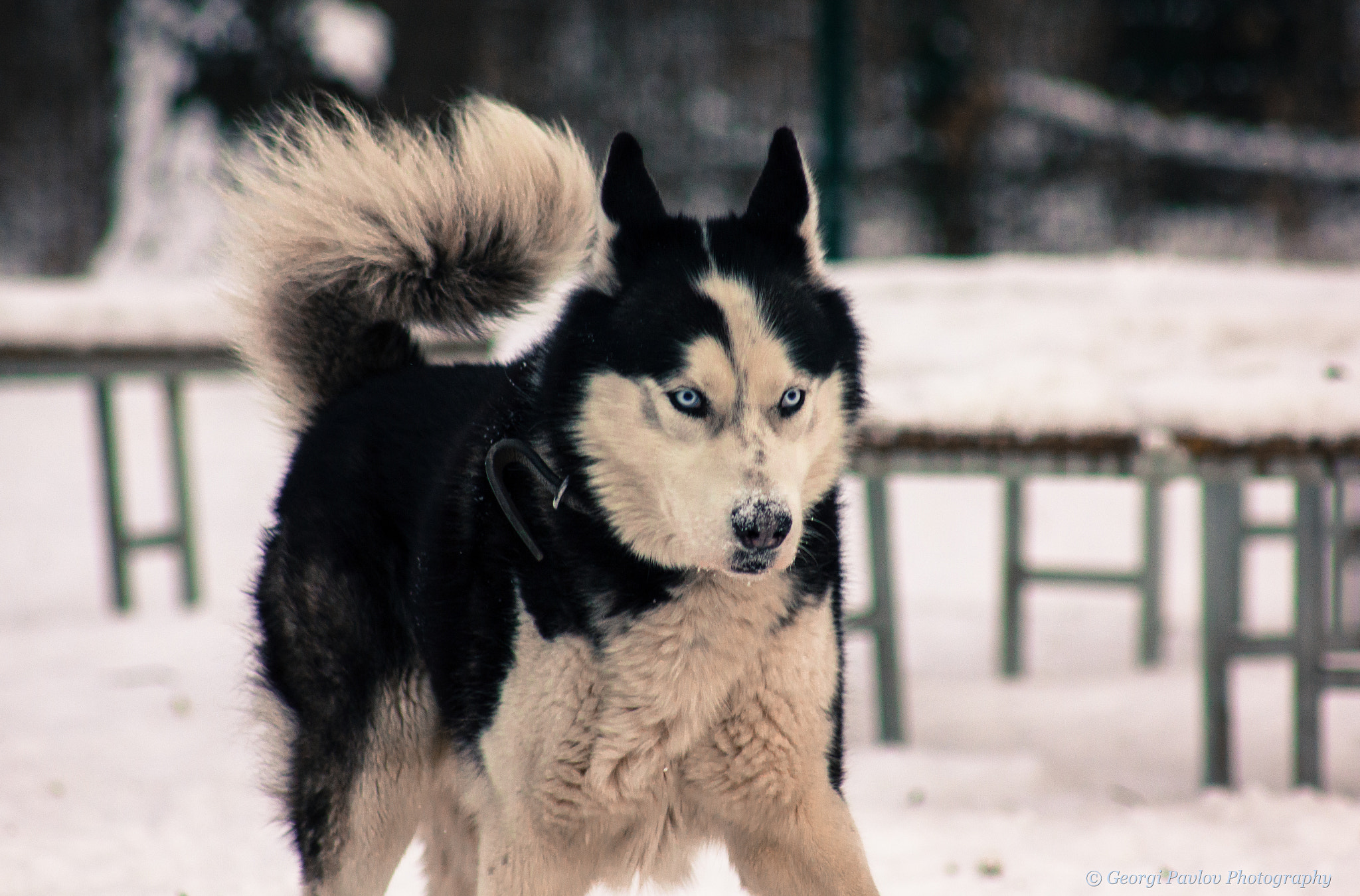 Canon EOS 550D (EOS Rebel T2i / EOS Kiss X4) + EF75-300mm f/4-5.6 sample photo. The leader of the pack photography