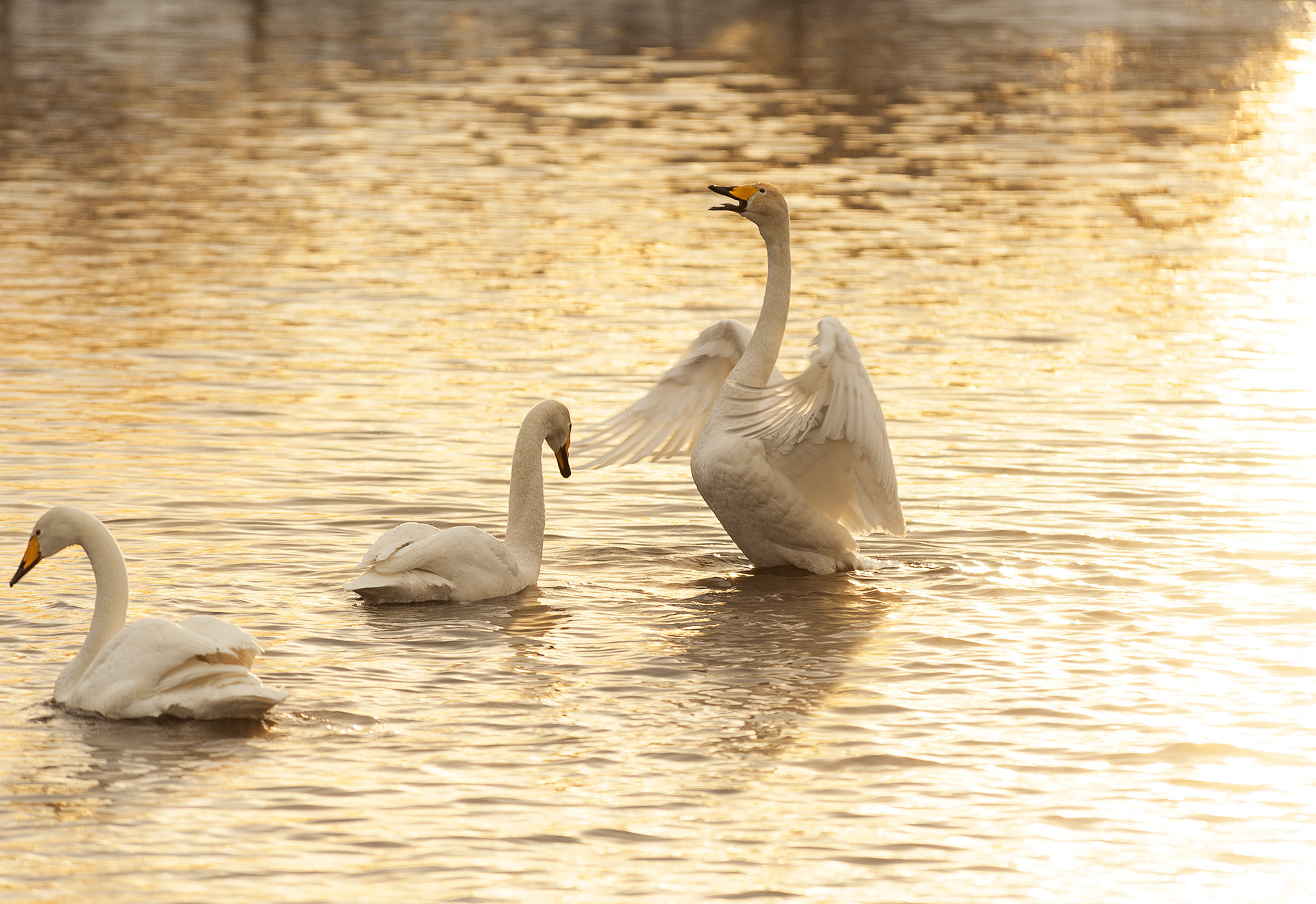 Nikon D700 sample photo. Liquide gold photography