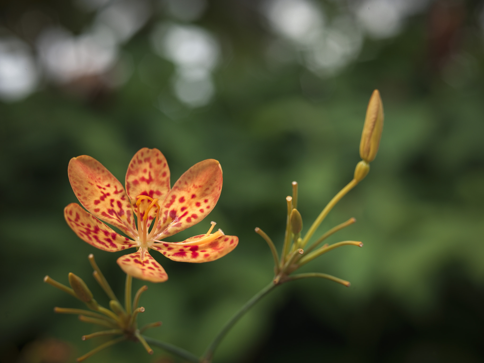 HC 80 sample photo. Flowers in the borneo. malaysia. photography