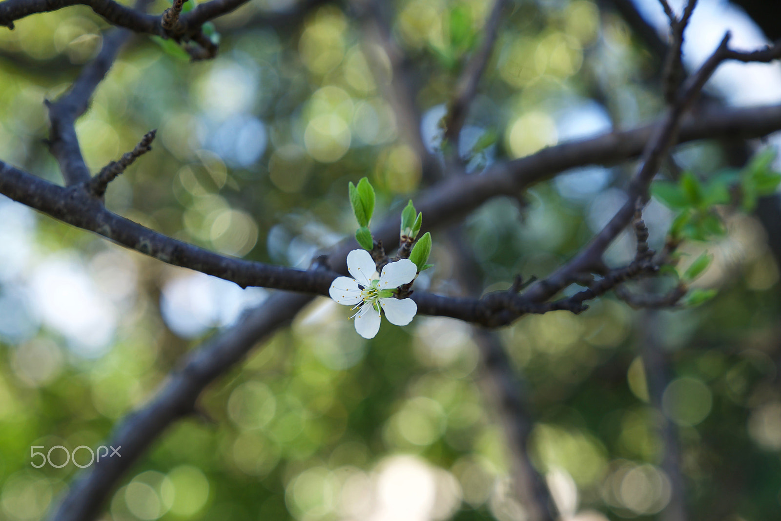 Sony FE 24-70mm F2.8 GM sample photo. I feel you coursing through my blood photography